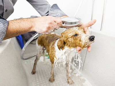 Grooming On-the-Go